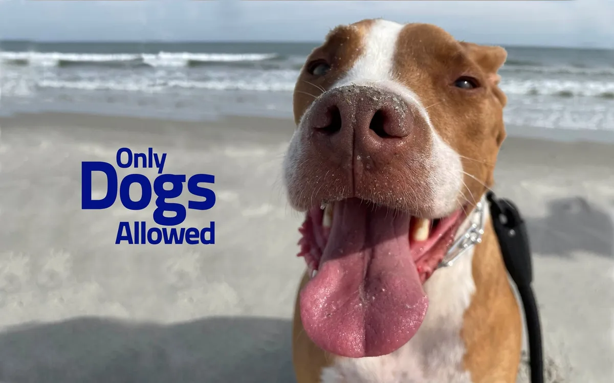 A joyful dog in the sand with the ocean as a backdrop, exuding energy and playfulness. This outdoor scene highlights not just proximity to the beach, but also the pet-friendly nature and playful spirit of the property.